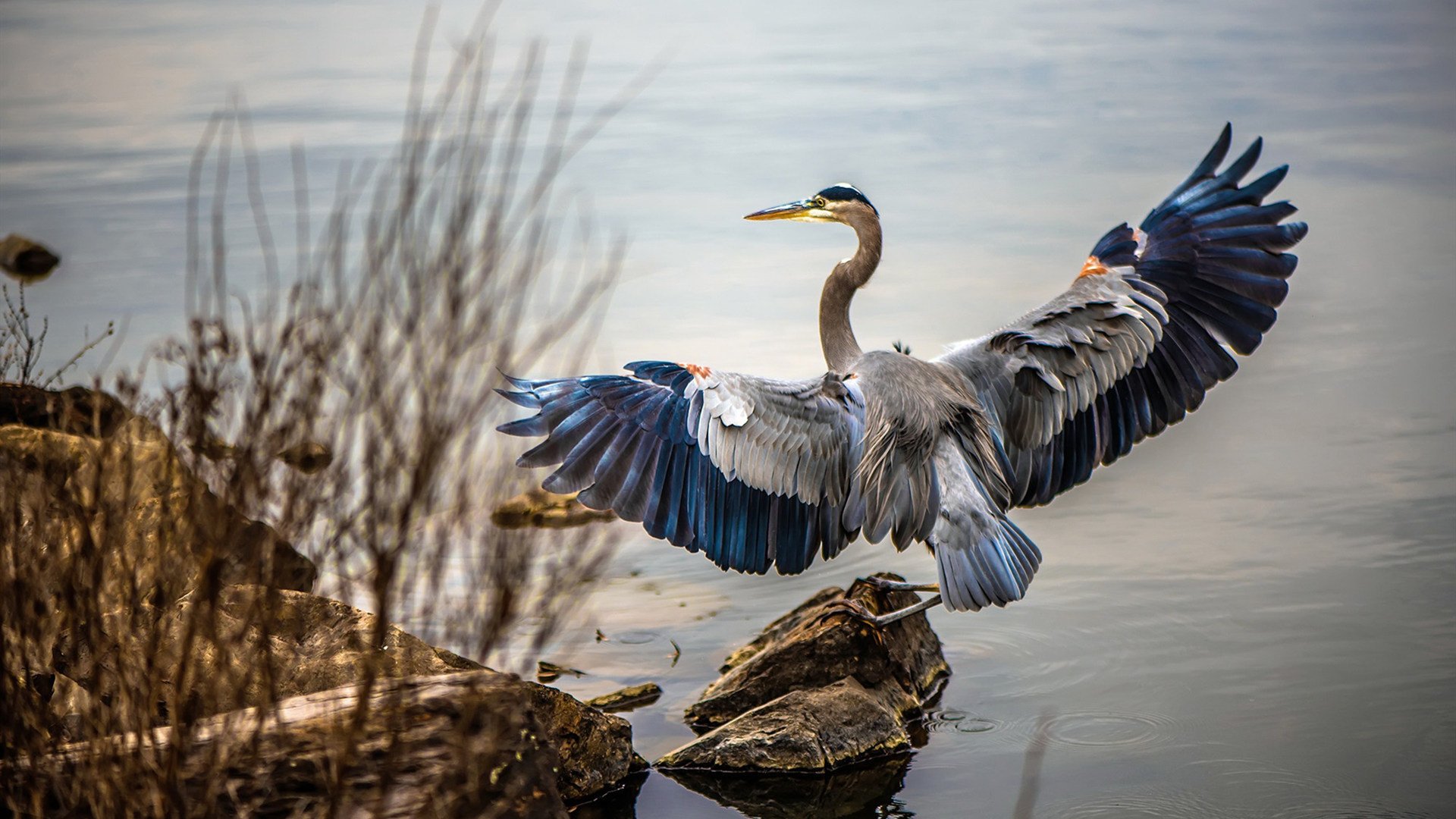 联合杯，以国家之名的惊雷，碾压旧王权的年终盛宴