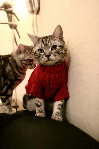 戴资颖扛起全队，印度队轻取韩国队，一场团队与个人英雄主义的完美交响