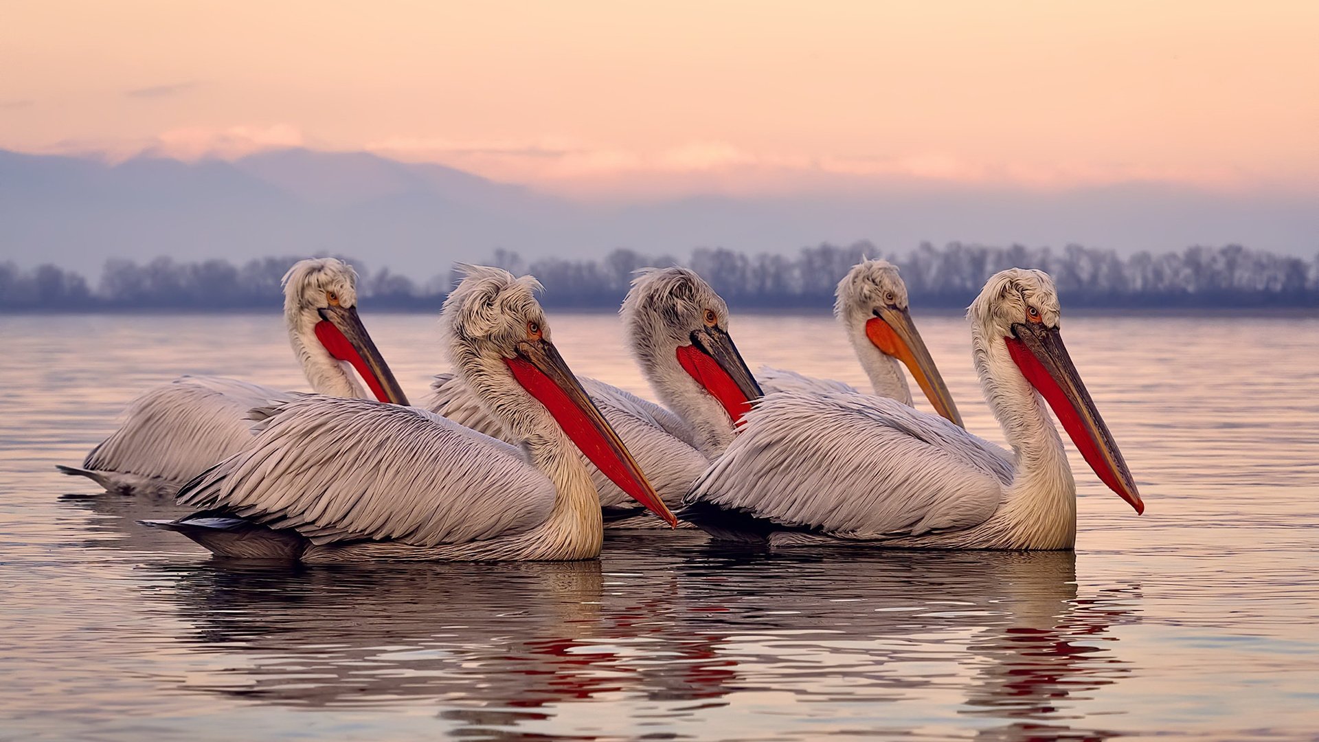 北欧铁骑的战术碾轧,当凯恩时刻照亮瑞典的胜利之路