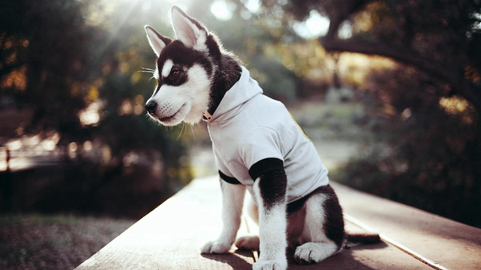 逆转,但非唯一主角,郑思维点燃火种与韩国队的群体性救赎