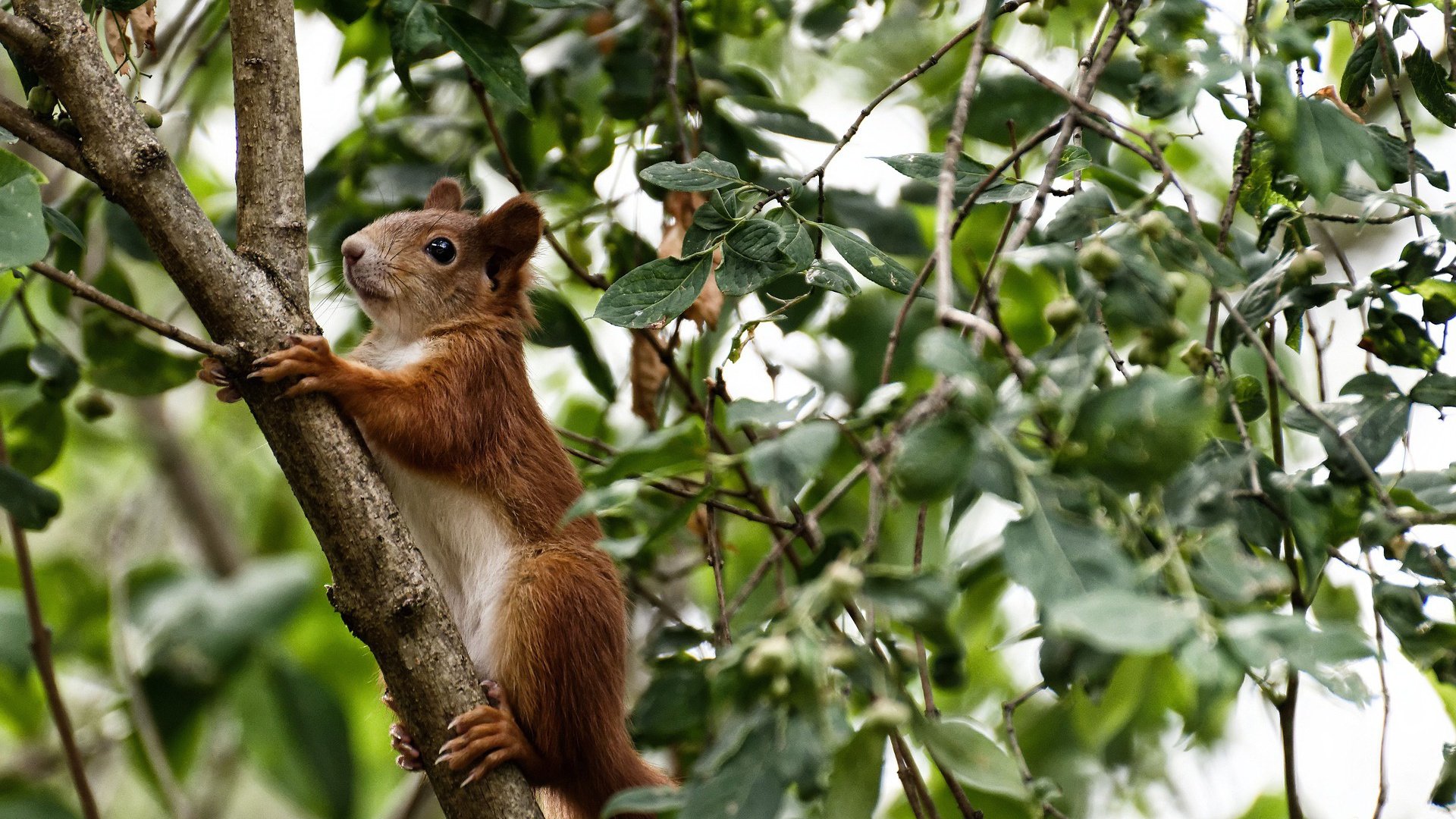 最后三分钟，一头公牛如何成为点燃赛场的红色火焰