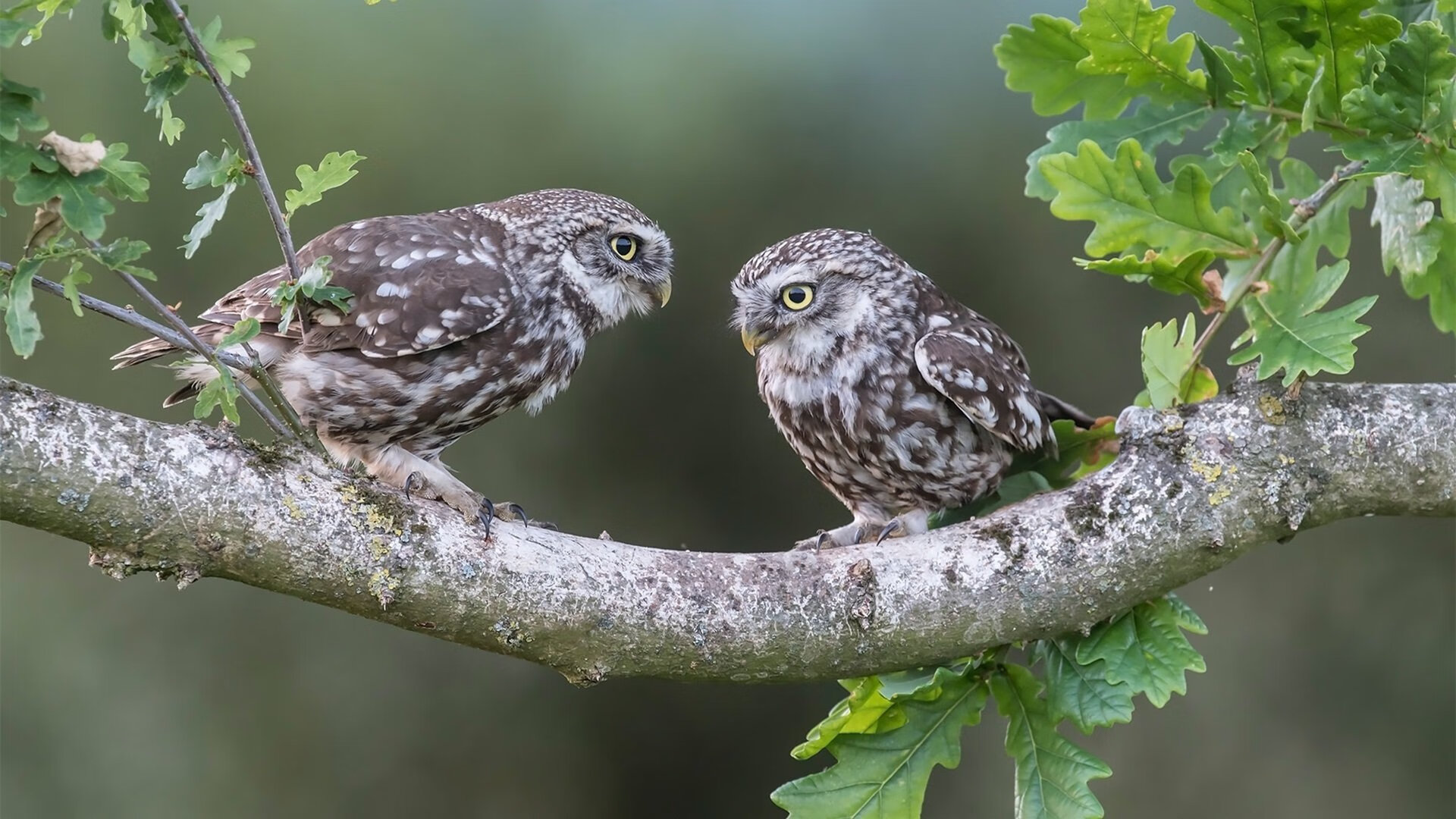 银箭的逆袭，梅赛德斯战术博弈翻盘阿斯顿·马丁，勒克莱尔上演高光突围