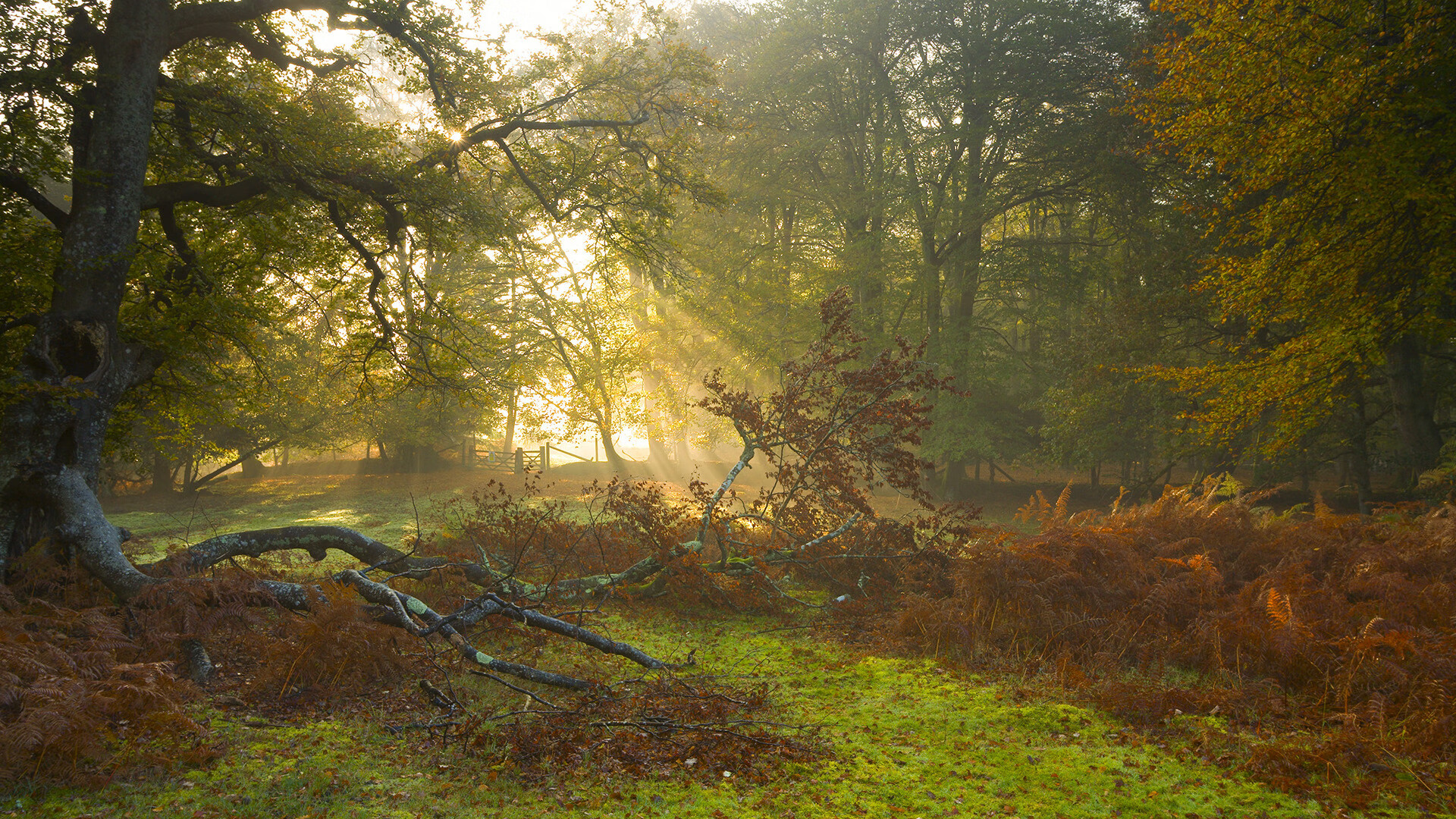 坎特爆发映照绿茵场,伊拉克巅峰对决胜韩国创历史