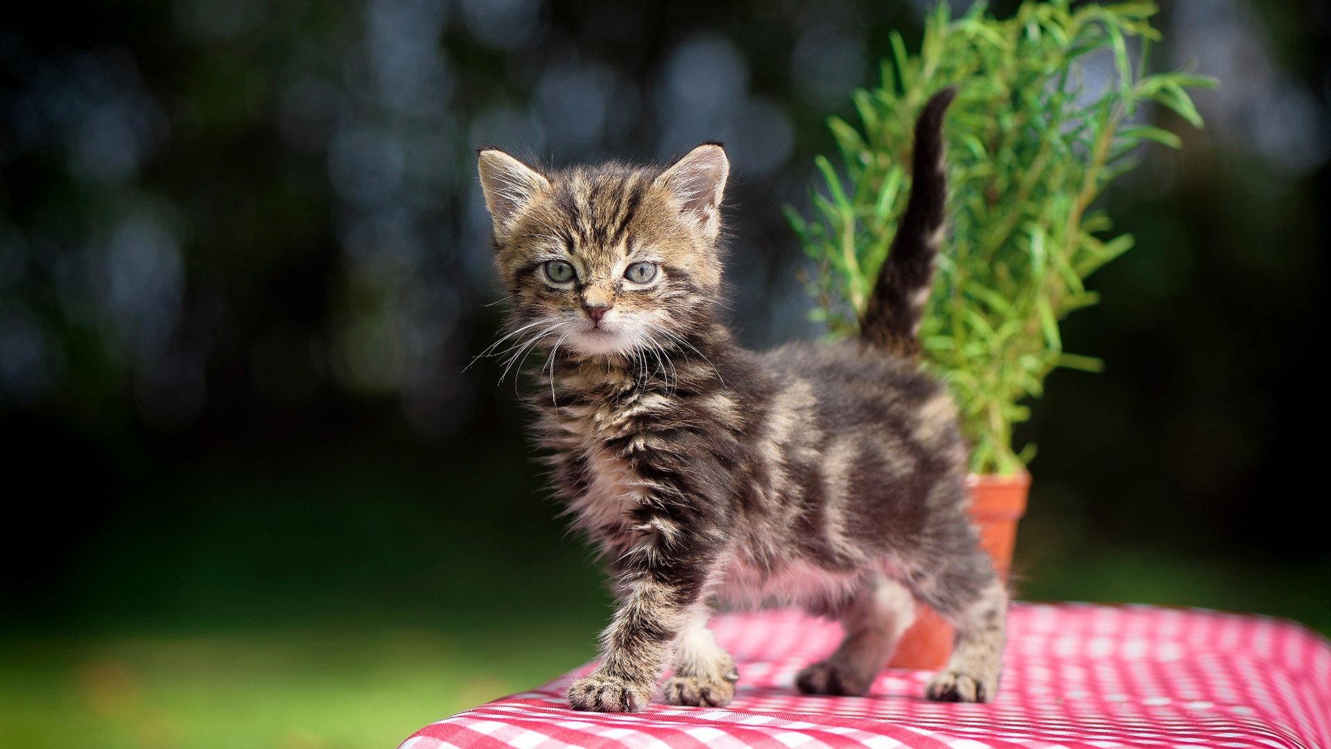 阿什拉夫一球焚天,克罗地亚在余烬中险胜黑马
