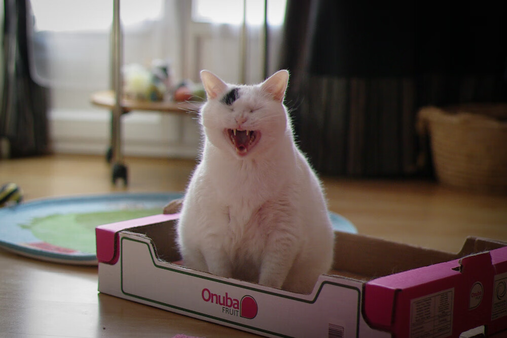 王朝更迭之夜，北京队如何将辽宁拖下王座，福克斯成为绞杀卫冕冠军的手术刀