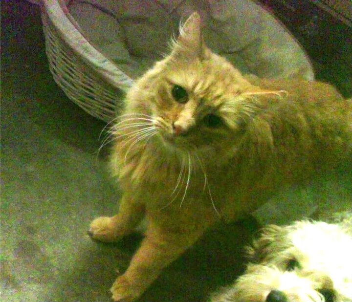 梦碎与觉醒，格列兹曼闪耀之夜，克罗地亚灵魂末节带走拉齐奥