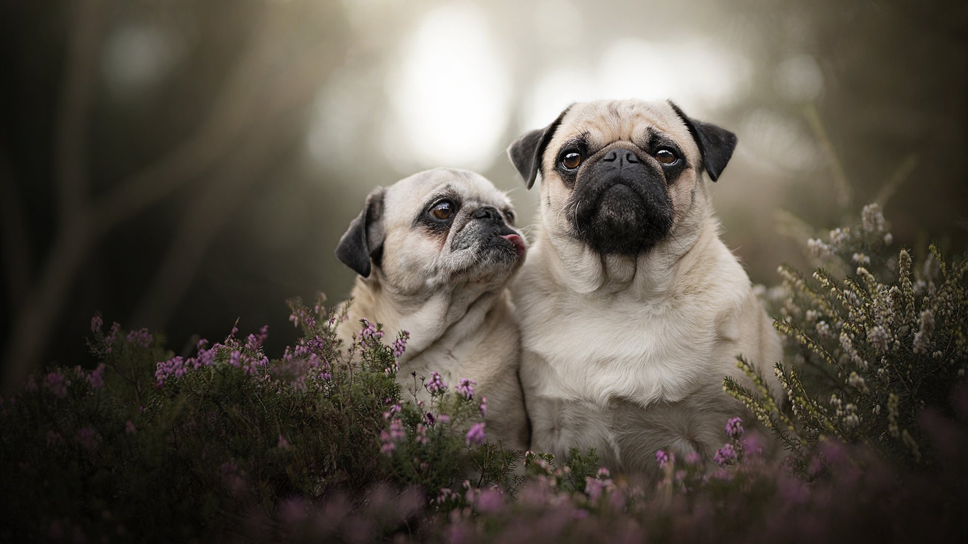 东方巨龙吞噬西方烈阳!恩比德关键封盖制胜,上海队上演惊天逆转