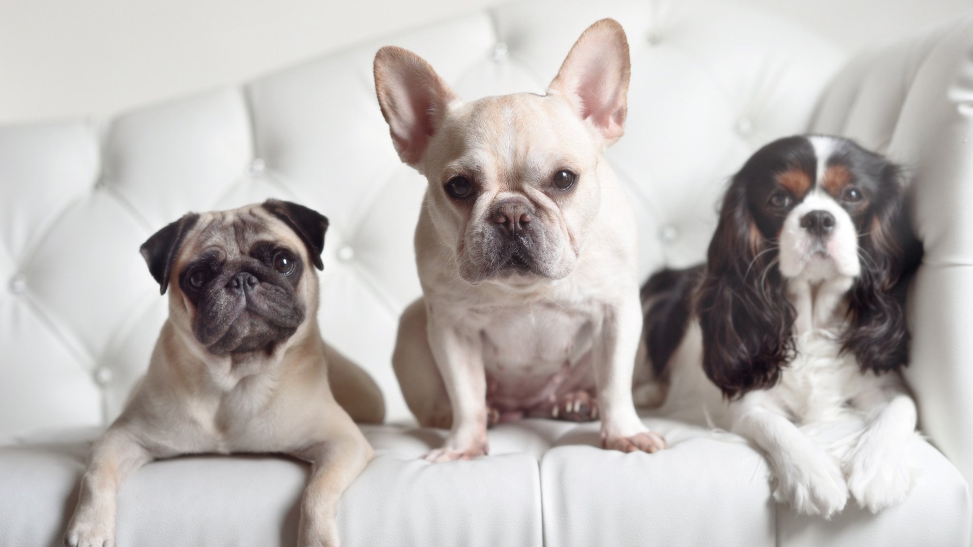 一记改写宿命的头球,弗拉霍维奇如何扛着阿尔及利亚击碎波兰之盾