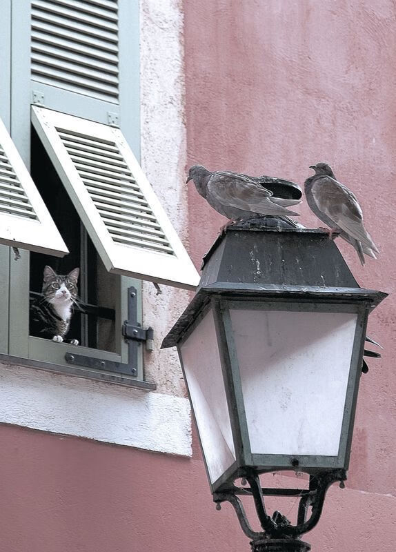 燎原与袋鼠的黄昏,迪亚斯点燃多特蒙德掀翻澳大利亚