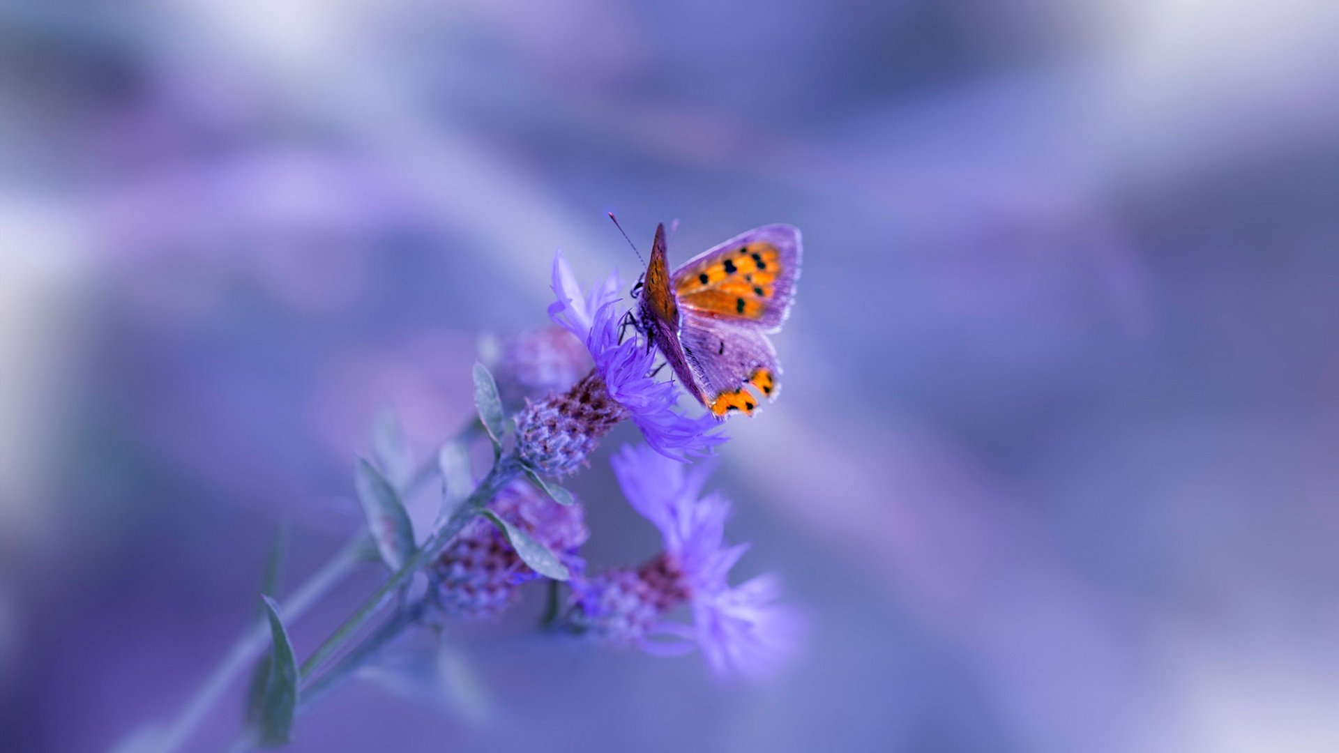 戈贝尔铸就内线长城,生涯之夜助掘金力克浙江