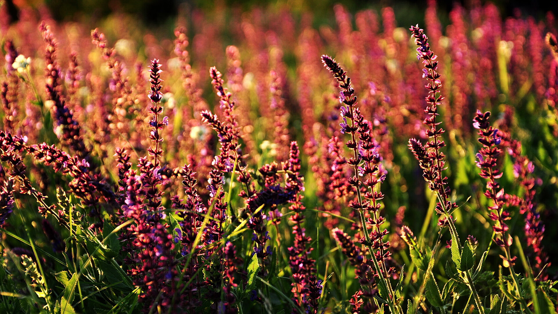 爱游戏下载-绿茵双响炮，拉什福德独闯龙潭引爆全场，加拿大读秒绝杀奥地利震撼足坛