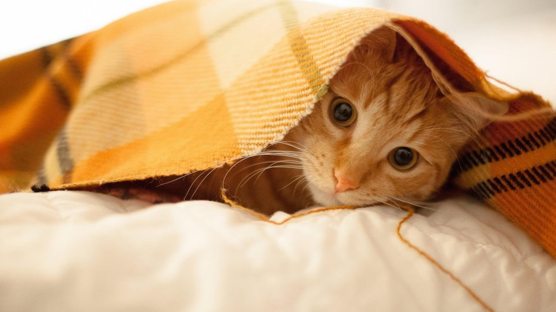 F1街道赛之夜，英格拉姆的硬仗之王王座在刺刀见红中铸就