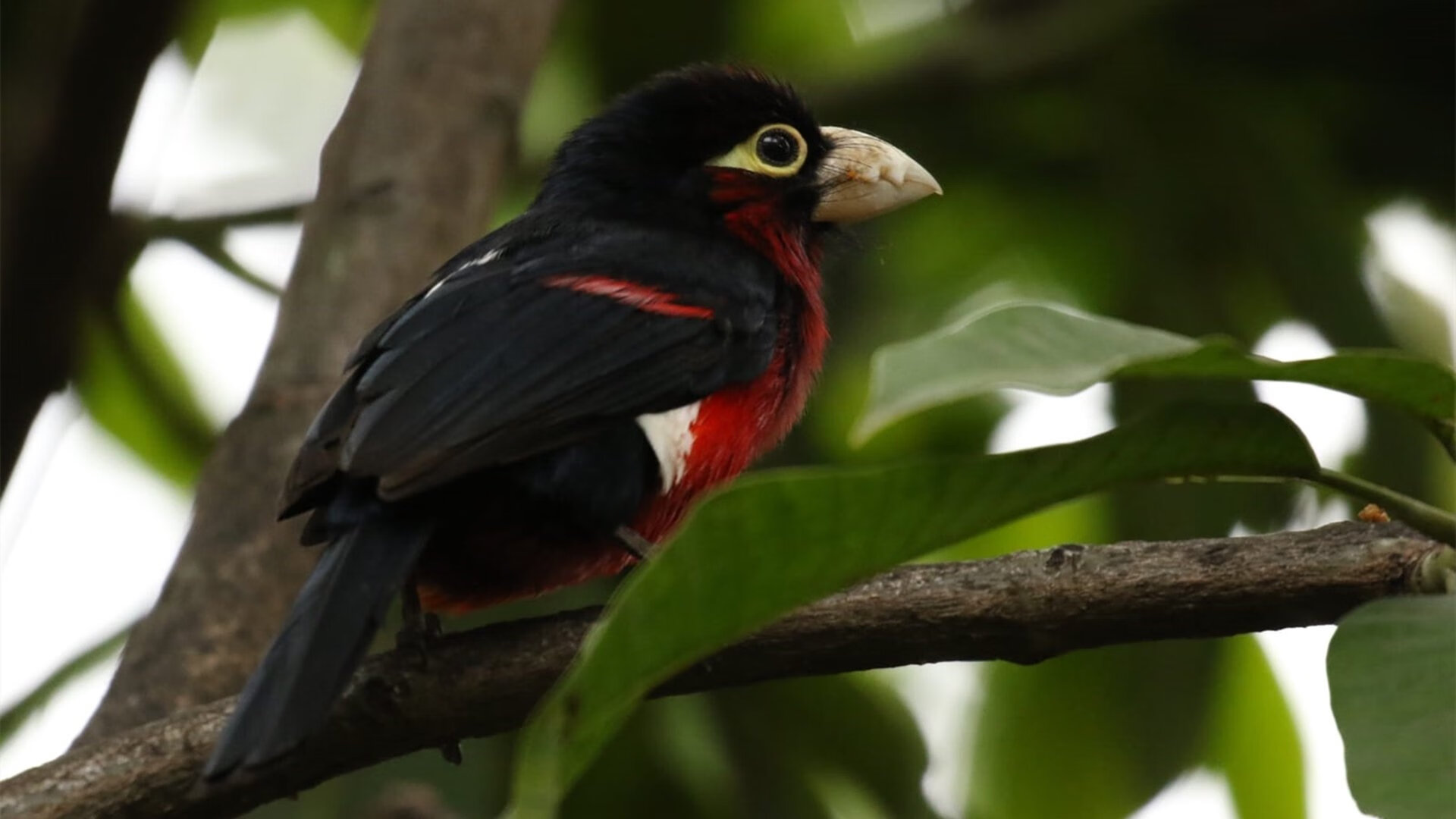 当「生涯之夜」遇上「不可复制」解析东契奇广厦对阵黄蜂的非凡一战